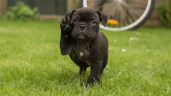 Proč pes zvedá přední nohu?