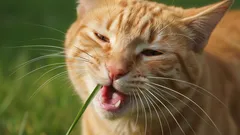 Skutečný důvod, proč kočky jedí trávu – tajemství odhaleno!