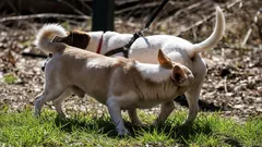 Proč se psi navzájem očichávají pod ocasem? Rozumíme zvláštnostem chování našich domácích mazlíčků.
