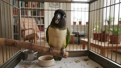 Tajemství řeči papoušků: Co o vás prozradí jejich napodobování hlasu